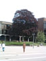 university of limerick - creepy statue blurry.jpg